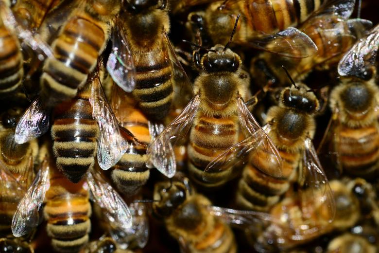 bees