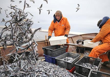 Когда хочется морской рыбки на ужин