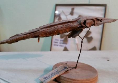 Учёные расшифровали геномы жертв аральской экологической катастрофы