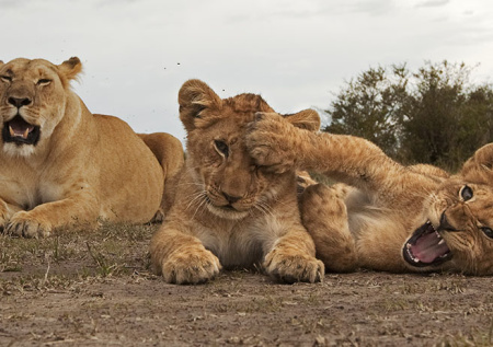 «Измученные работой»: в Москве обнаружили используемых для фотосессий львят