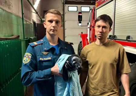 Экстремально похудевшую нерпу нашли в Ленобласти