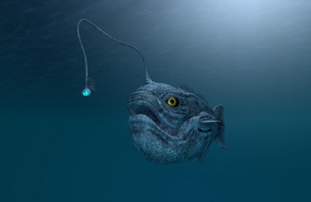 Глубоководного морского черта впервые засняли у берегов Тенерифе