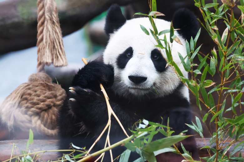 Панда Катюша