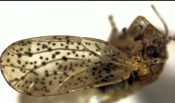 Psylla frodobagginsi