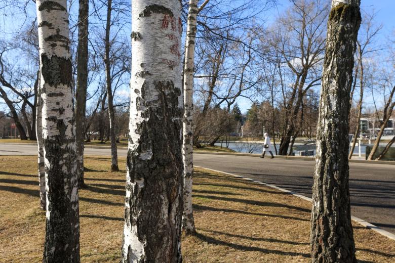 Пыльца сегодня в Москве: 16 апреля