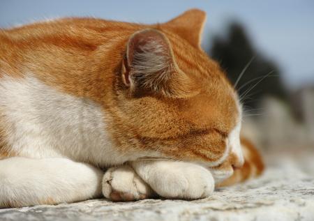 Котики и сроки: как в России меняется наказание за мучение животных