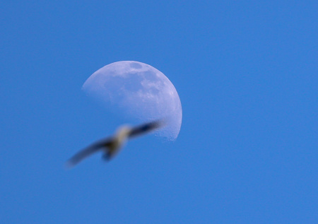 Фаза Луны сегодня, 21 января 2026 года. Что выбрать: добро или деньги?