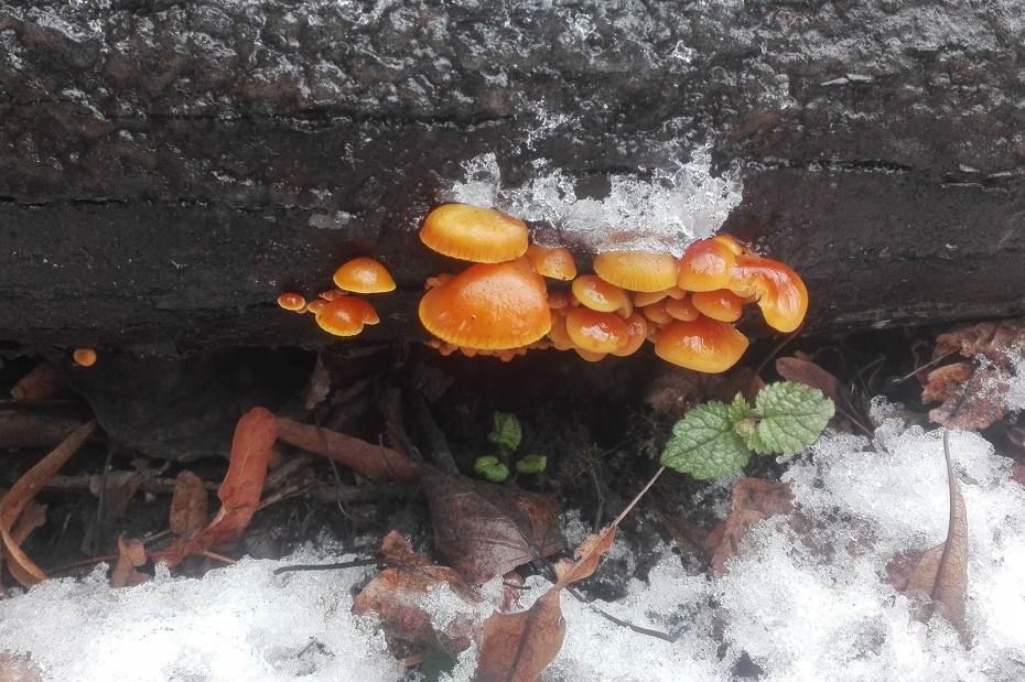 Зимой за грибами: какие виды можно собрать в Подмосковье прямо сейчас