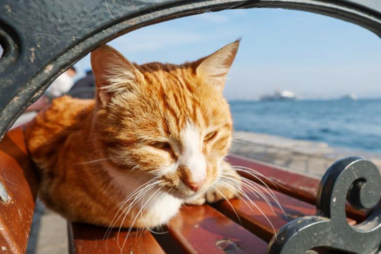 Кошка в Стамбуле на набережной Босфора