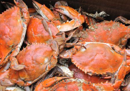 Биолог рассказал об опасности морепродуктов на новогоднем столе