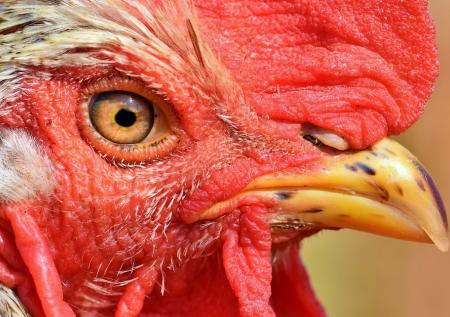 Вспышка птичьего гриппа зарегистрирована уже в 14 префектурах Японии