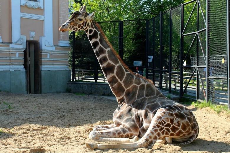 Жираф Самсон