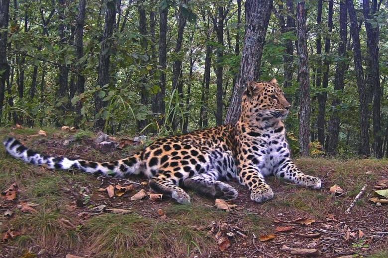 Леопардесса Корица