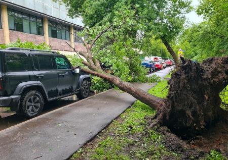 Пострадавшим от урагана «Эдгар» москвичам рассказали о выплатах
