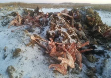 В Омской области проверят появление «озера из крови»
