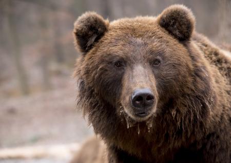 Россиянам рассказали, как пережить встречу с медведем
