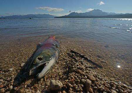 Тайна не раскрыта: в воде у побережья Камчатки отсутствуют токсины