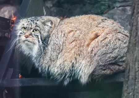 Манул Тимофей из Московского зоопарка закончил зажировку к зиме