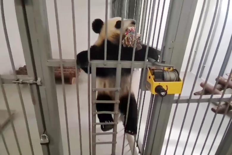 Панда Катюша