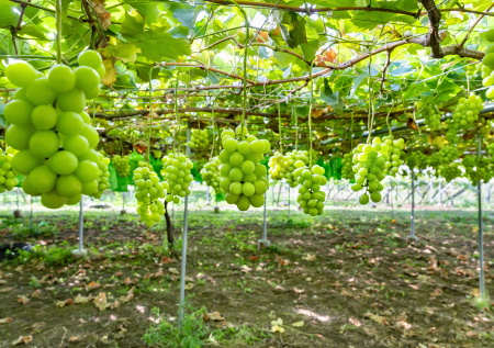 Что такое корейский виноград, почему он дорого стоит и что из него готовят