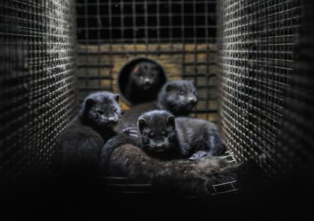 Выявленный в Польше у норок COVID-19 может передаваться человеку и наоборот