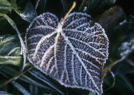 Москвичам пообещали завершение осенней погоды