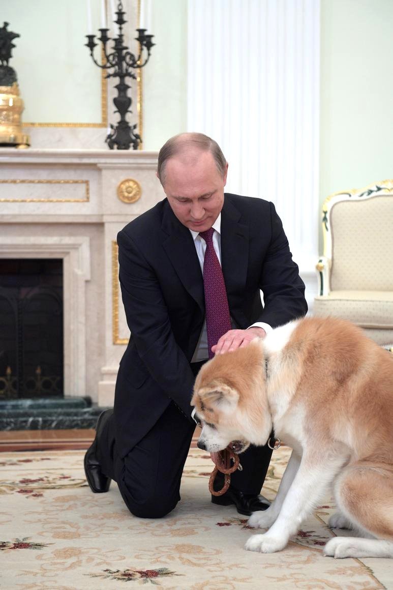 Собаку Юмэ породы акита-ину Владимиру Путину в июле 2012 года подарили власти японской префектуры Акита, 2016 год