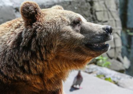 В ХМАО потерявший в огне берлогу медведь попросил помощи у пожарных