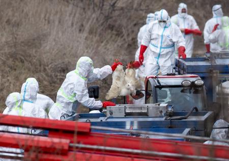 В Китае штамм птичьего гриппа H10N3 впервые в мире передался человеку