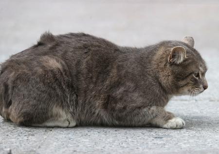 В приюте Ямала при пожаре погибли все кошки
