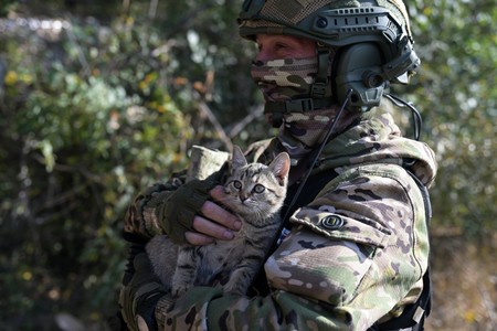 В России предложили посвятить фронтовым котам отдельный день