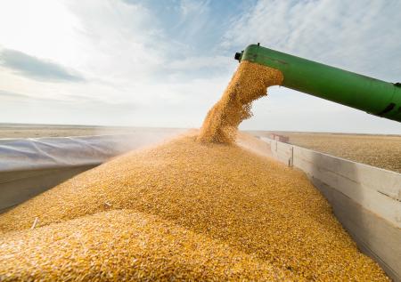 Политолог предложил вывозить украинское зерно через Белоруссию