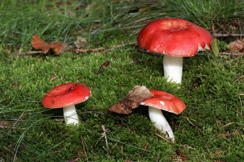 Сыроежка жгуче-едкая (Russula emetica)