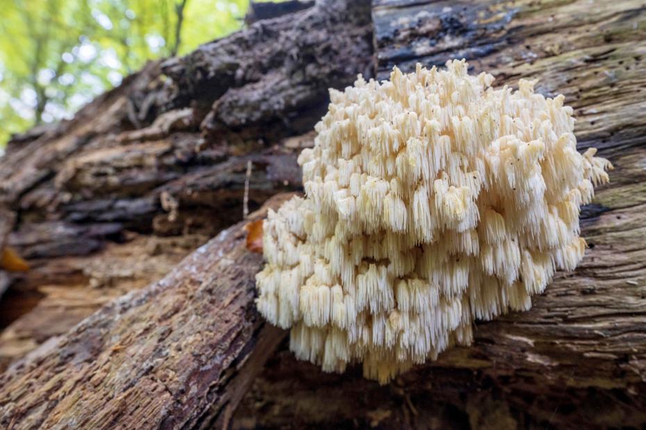 Ежовик коралловидный (Hericium coralloides)