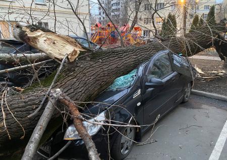 Власти Москвы отчитались о ликвидации последствий шторма