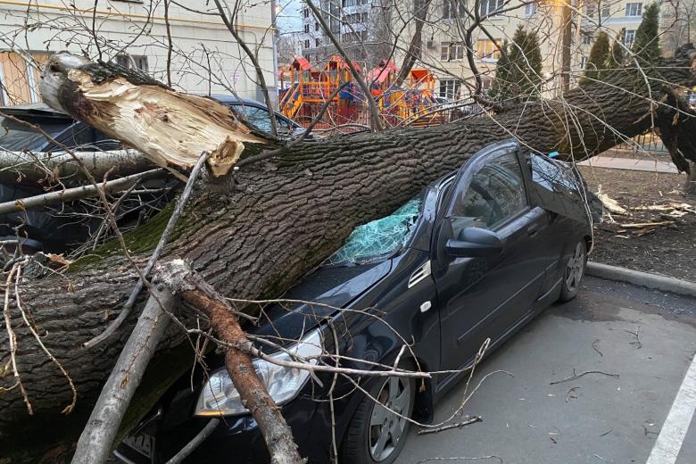 Тополь во дворе дома на ул. Талалихина сломался от сильного порыва ветра и упал на припаркованный автомобиль