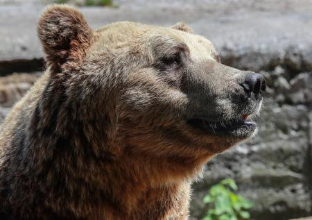 Эколог раскрыл, каких зверей можно встретить в лесу в марте