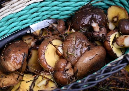 Кожица на шляпках маслят: вот что с ней делают опытные грибники