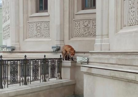В центре Москвы в Сретенском монастыре объявилась лиса
