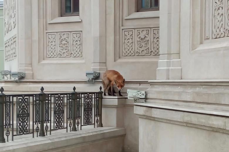 В центре Москвы на территории Сретенского монастыря объявилась лиса