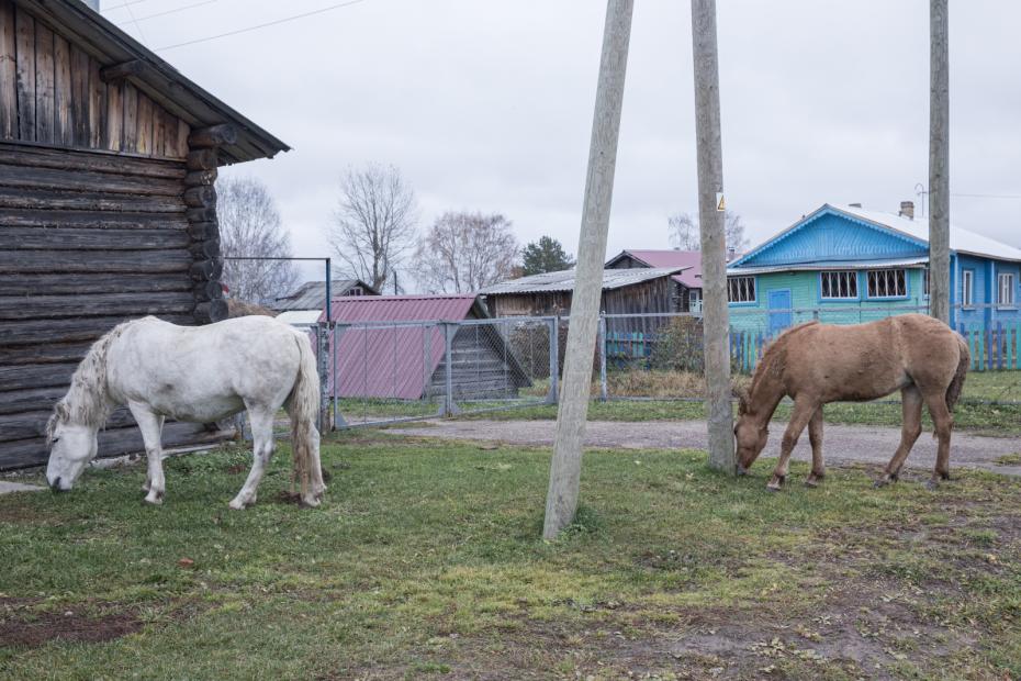 По селу спокойно гуляют кони