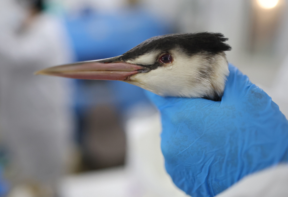 Спасение птиц от мазута в Краснодарском крае