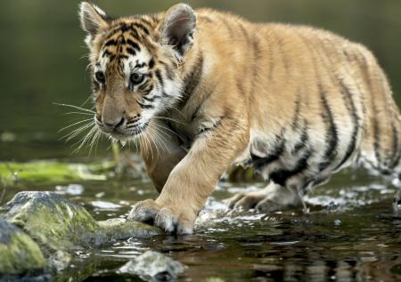 WWF сообщил о сокращении численности диких животных в мире на 69%