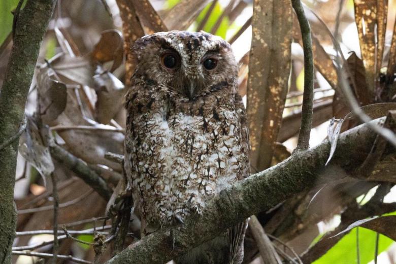 Otus brookii brookii