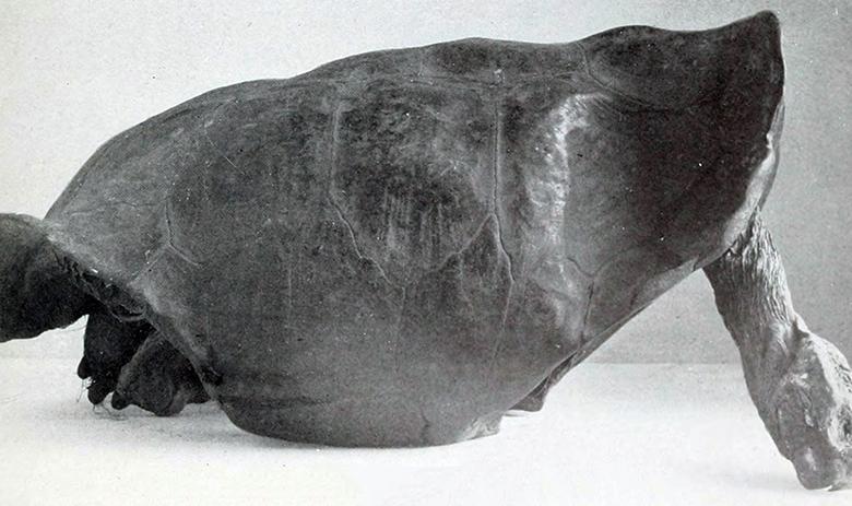Chelonoidis Phantasticus