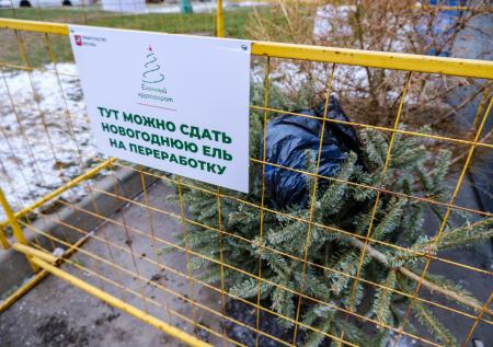 Россиян призвали сдавать новогодние ели на переработку