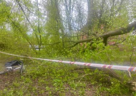 Вырванное ветром дерево убило пенсионерку-велосипедистку в Подмосковье