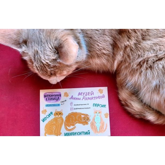 В Музее Анны Ахматовой проживают три кота — Ося, Кеша и Персик