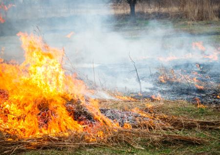 В Рязанской области объяснили обещание жечь поджигателей травы