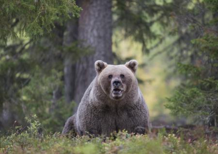 Эксперт WWF сообщил, как следует вести себя при встрече с медведем